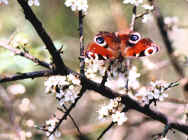 butterfly.jpg (49839 Byte)